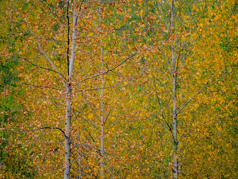 USA-Washington State-Preston and Cottonwood trees in fall colors